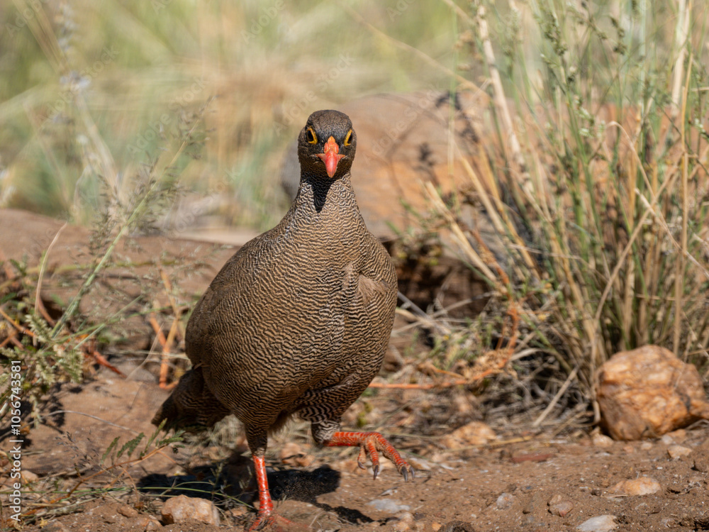 Rotschnabelfrankolin (Pternistis adspersus) Rotschnabelfrankolin (Pternistis adspersus)