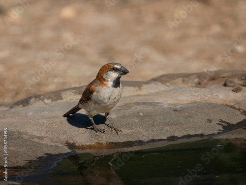 Rostsperling (Passer motitensis)