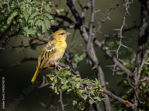 Maskenweber (Ploceus velatus) photo