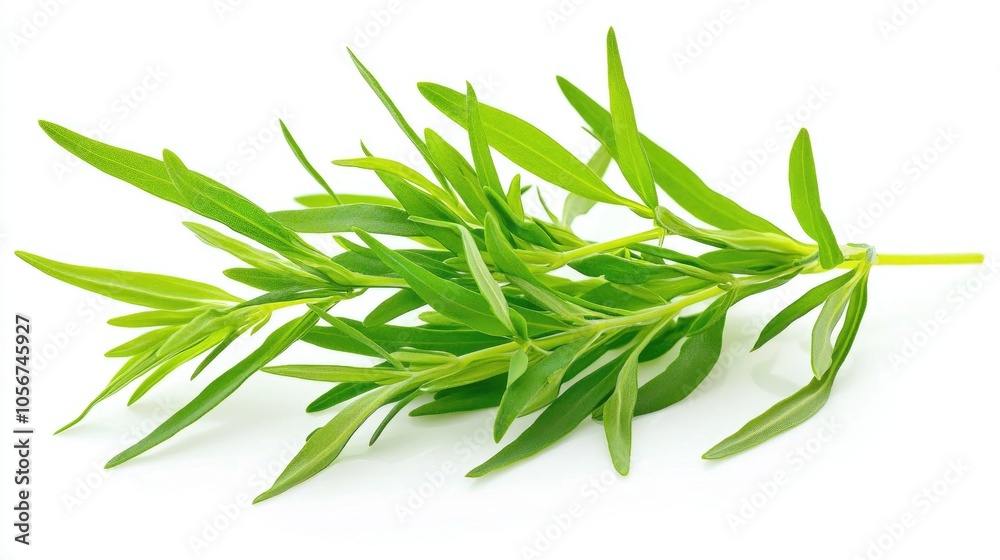 Fototapeta premium Tarragon Isolated On A White Background Artemisia Dracunculus