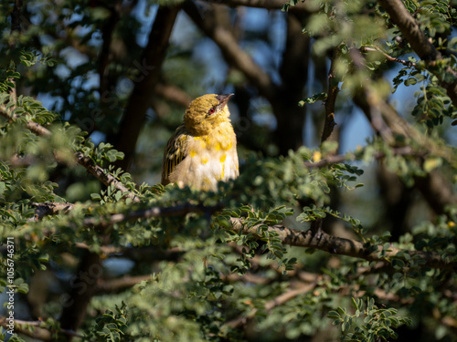 Maskenweber (Ploceus velatus)