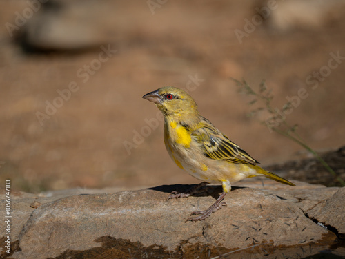 Brillenweber (Ploceus ocularis)