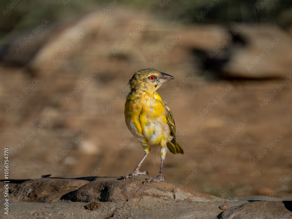 Fototapeta premium Maskenweber (Ploceus velatus)