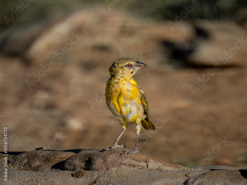 Maskenweber (Ploceus velatus)