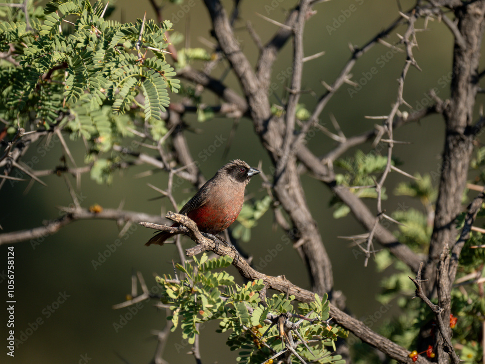 Elfenastrild (Brunhilda erythronotos), Black-faced Waxbill Elfenastrild (Brunhilda erythronotos), Black-faced Waxbill