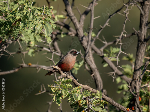 Elfenastrild (Brunhilda erythronotos), Black-faced Waxbill photo