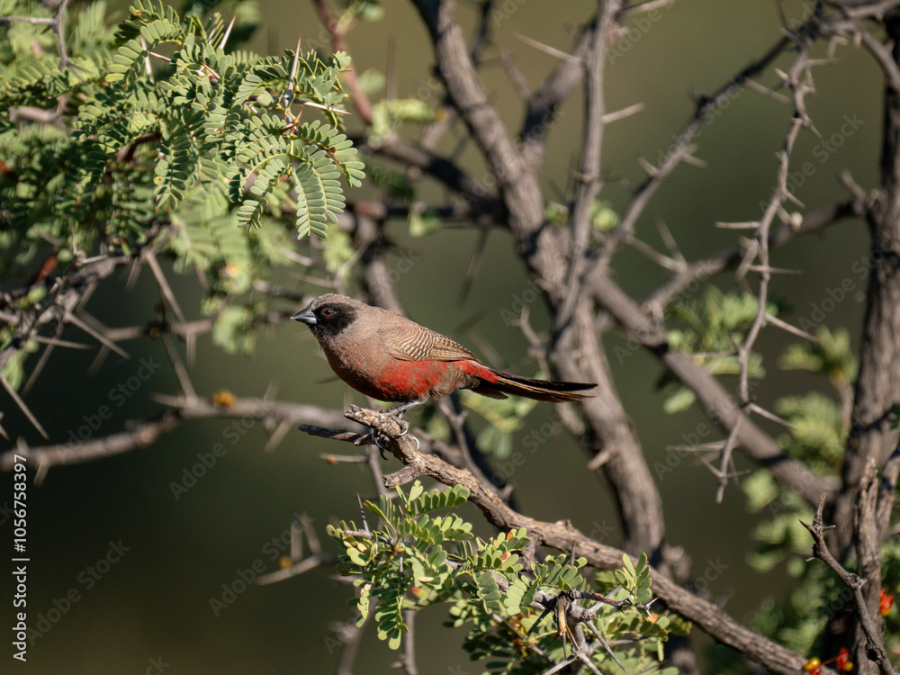 Elfenastrild (Brunhilda erythronotos), Black-faced Waxbill Elfenastrild (Brunhilda erythronotos), Black-faced Waxbill