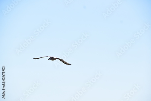 空を背景に飛んでいるウミネコ photo