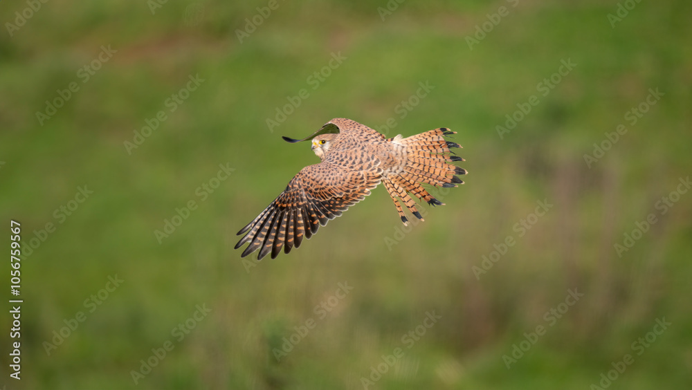 Fototapeta premium Turmfalke (Falco tinnunculus)