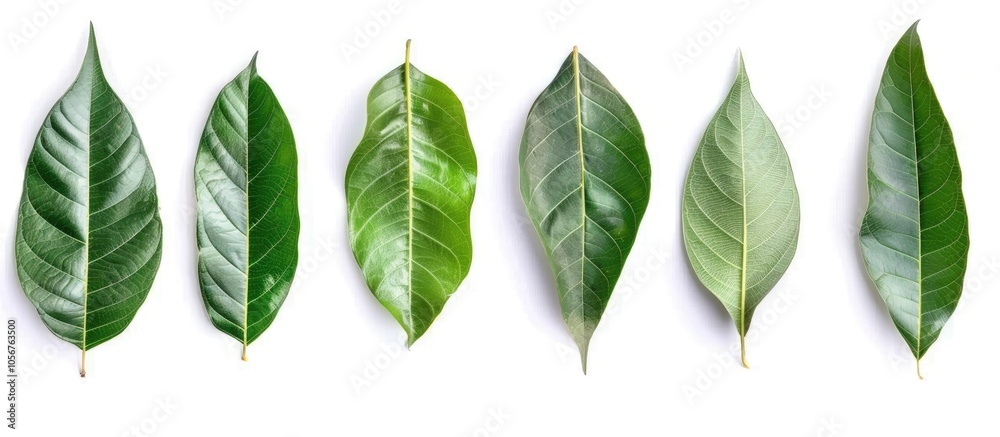 Fototapeta premium Collection Of The Mango Leaf Isolate On White Background