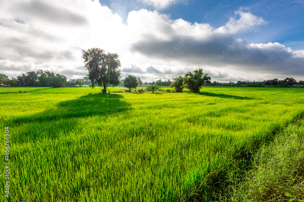 Obraz premium natural background of many species of plants that are laid out in the park, for the propagation of the species and to provide shade for those who stop by while traveling to study the ecology.