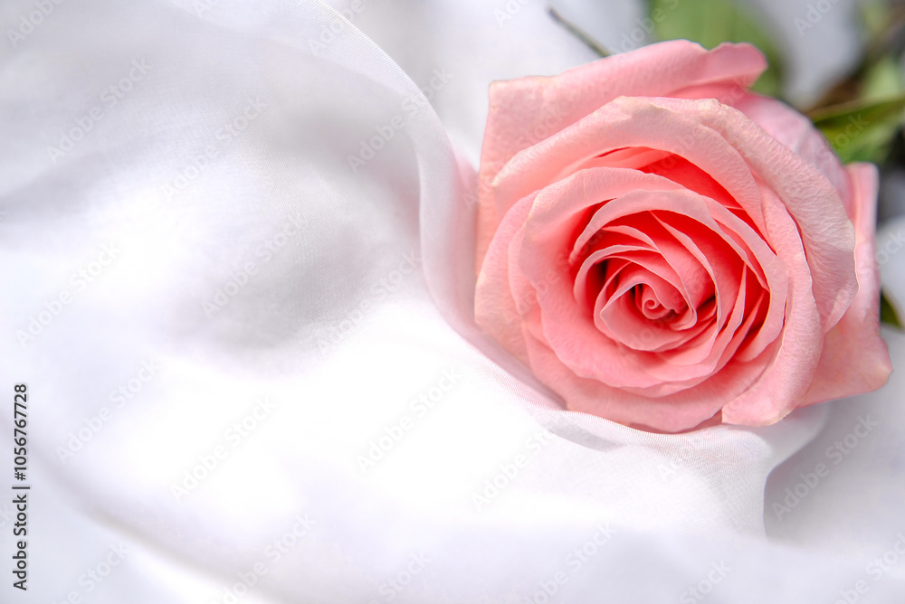 The branch of pink roses on white fabric background
The branch of pink roses on white fabric background