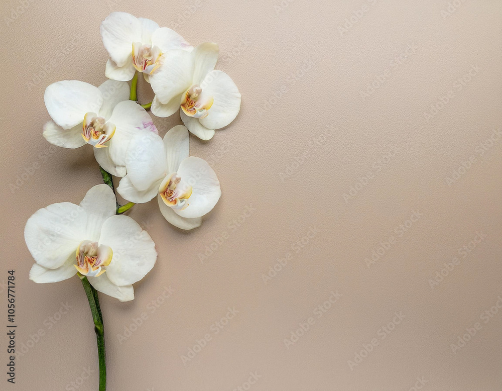 Serene Orchid Blooms on Soft Pastel Background for Relaxing Holiday Serene Orchid Blooms on Soft Pastel Background for Relaxing Holiday