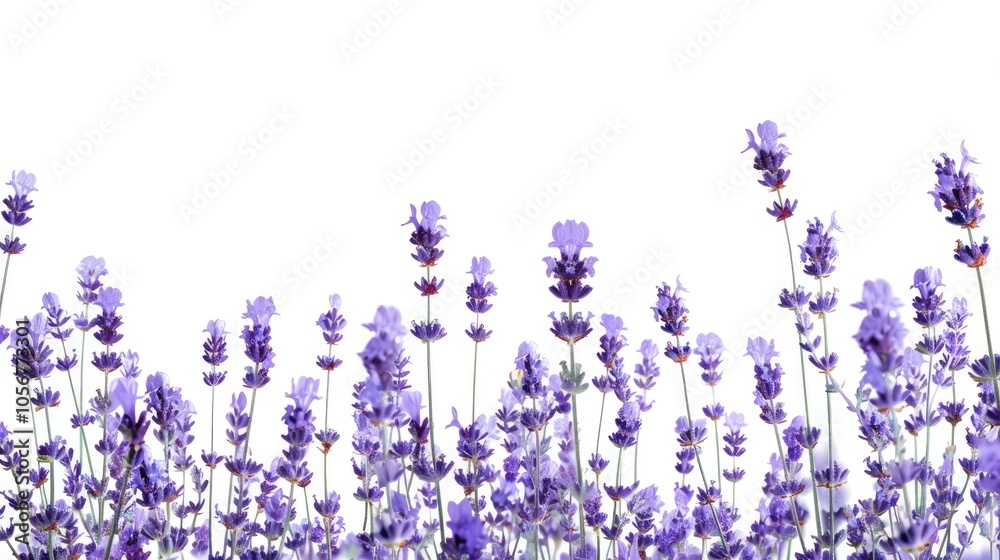 Naklejka premium Lavender Flowers Isolated On A White Background