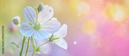 Cardamine Pratensis Cuckooflower Lady S Smock Buds And Flower Petal Against Colored Background Selective Focus