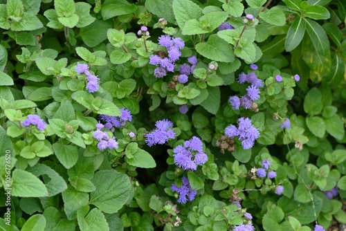 Floss flower ( Ageratum houstonianum ) flowers. Asteraceae annual tropical plants. Blue flowers bloom in corymbs from early summer to autumn. photo