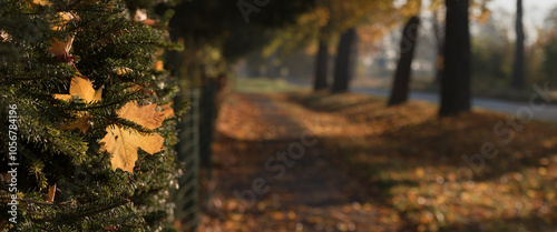 GOLDEN AUTUMN LANDSCAPE  - Colorful maple leaves along a country road
