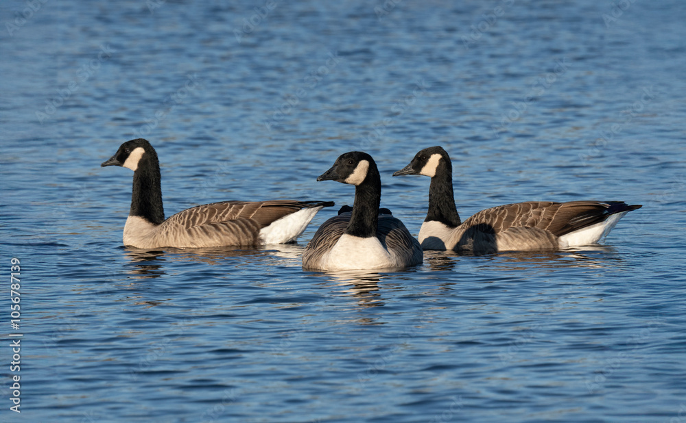 Kanadagans (Branta canadensis) Kanadagans (Branta canadensis)