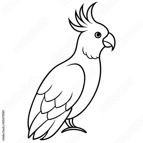 cockatoo on white background