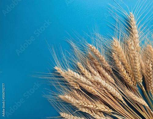 Celebrating Shavuot A Bird's Eye View of Vibrant Wheat Crops photo