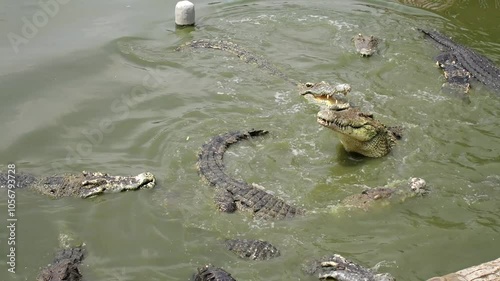 Fresh water crocodile feeding show at crocodile farm in Thailand.