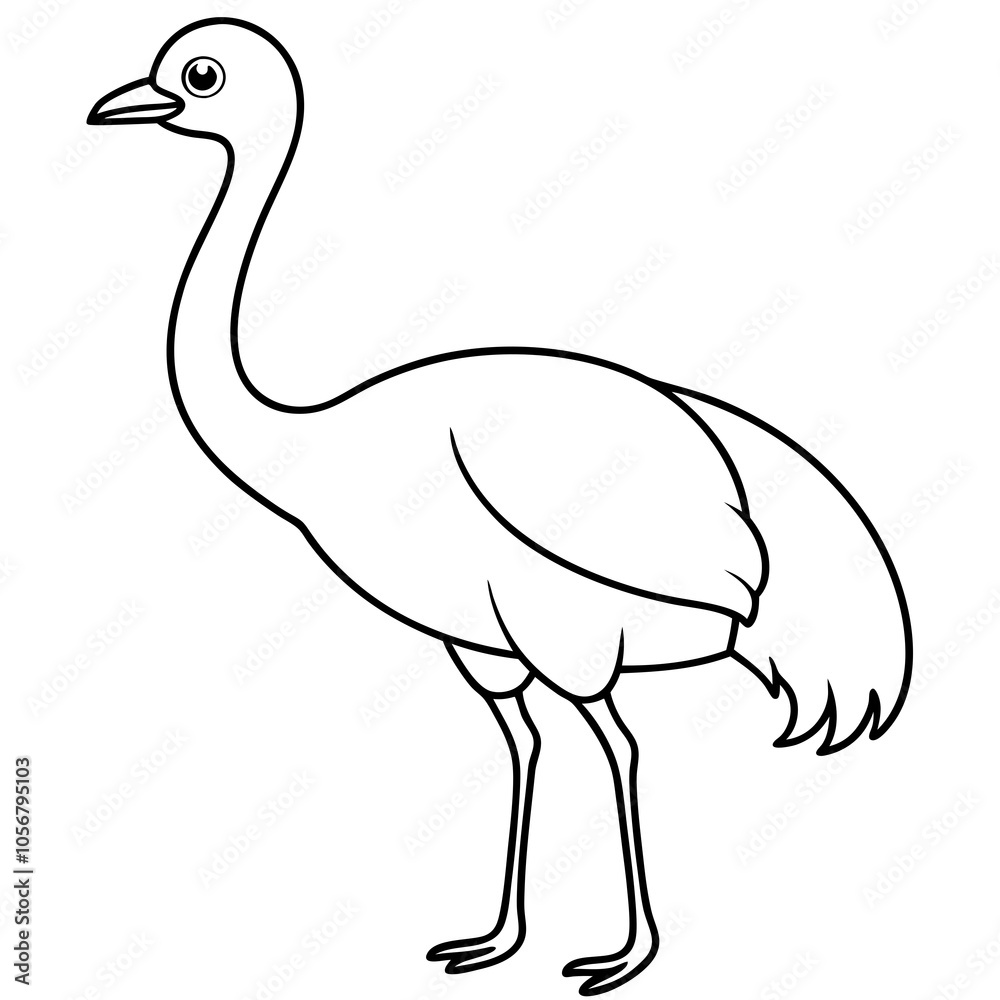 illustration of a cassowary illustration of a cassowary