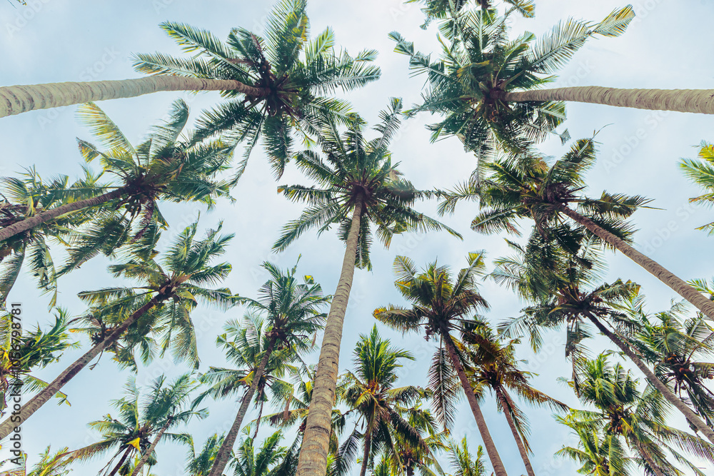 Lush Green leaves of Palm trees view from below under blue clouds sky, travel and relahation concept, abstract nature background, Coconut trees at tropical coast, summer mood, wide angle view Lush Green leaves of Palm trees view from below under blue clouds sky, travel and relahation concept, abstract nature background, Coconut trees at tropical coast, summer mood, wide angle view