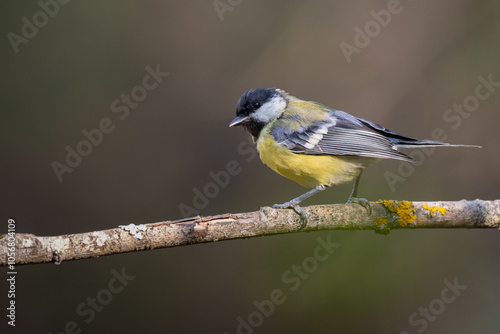 Bird - Colorful great tit Parus major drinking water and bathing in forest pond, photographed in horizontal, amazing background, summer time