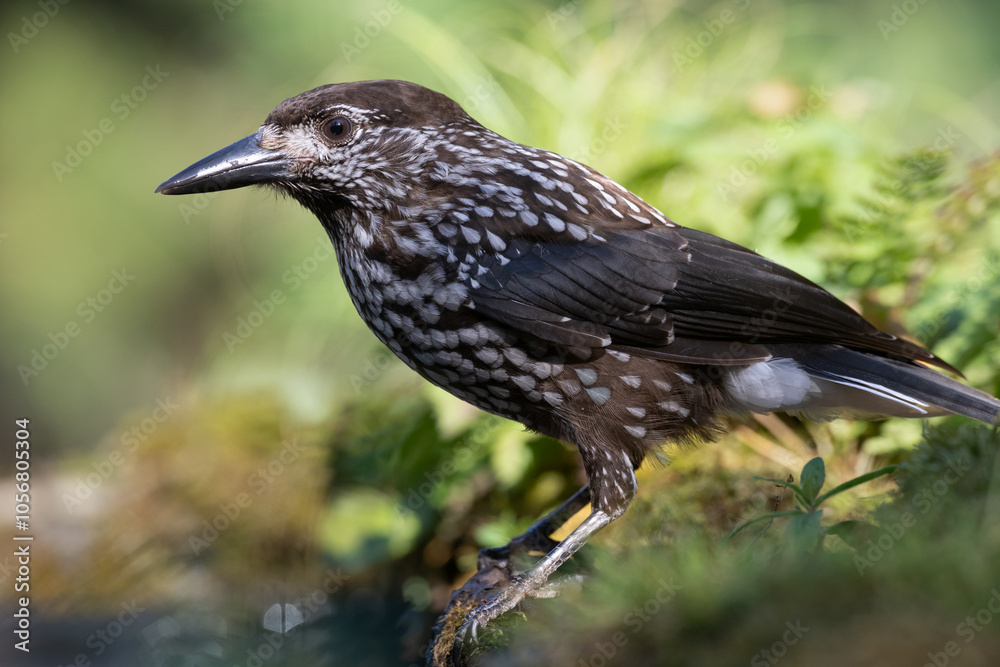 Obraz premium Bird Nutcracker Nucifraga caryocatactes autumn time forest pond Knyszynska Primeval Forest north part Poland Europe bird drinking water