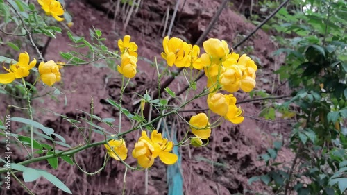 Senna tora (Cassiatora,tora,sickle senna,senna,sicklepod) is a leguminous plant. Traditional medicine. Beautiful green yellow senna spectabilis bicapsularis flower.Chinese medicinal herbs plant photo