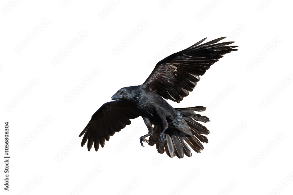 Birds flying raven isolated on white background Corvus corax. Halloween - flying bird Birds flying raven isolated on white background Corvus corax. Halloween - flying bird