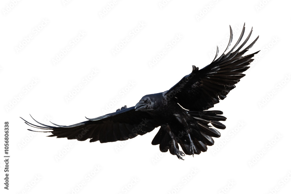 Birds flying raven isolated on white background Corvus corax. Halloween - flying bird Birds flying raven isolated on white background Corvus corax. Halloween - flying bird