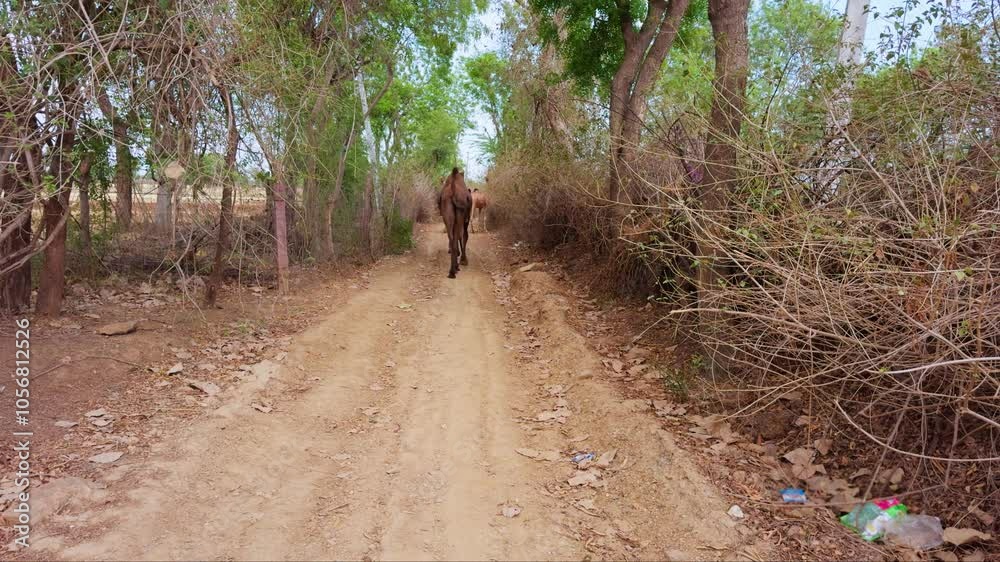 Camels Walking on a Dirt Path