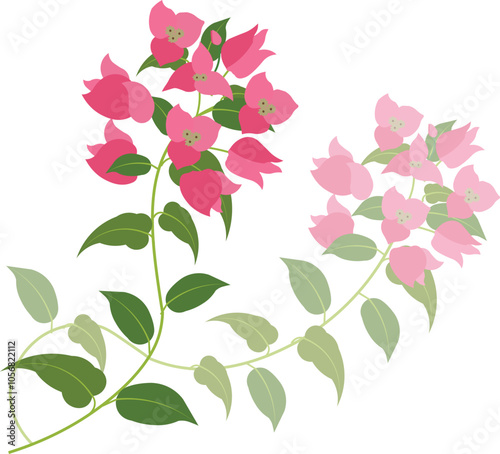  Vector illustration of bougainvillea flowers