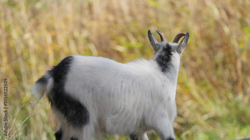 A goat lookin gin to the camera and then walking away. A goat lookin gin to the camera and then walking away.
