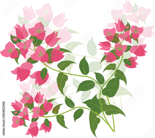 Vector illustration of bougainvillea flowers