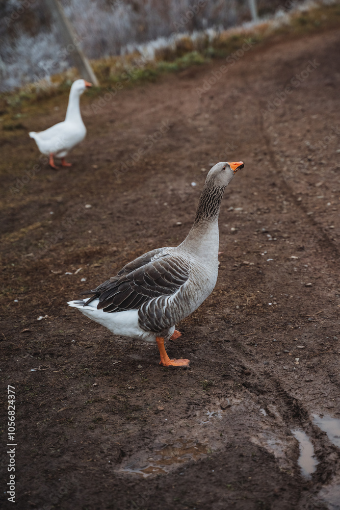 In a picturesque rustic farmyard setting, two geese are beautifully captured enjoying a serene moment that embodies tranquility and nature In a picturesque rustic farmyard setting, two geese are beautifully captured enjoying a serene moment that embodies tranquility and nature