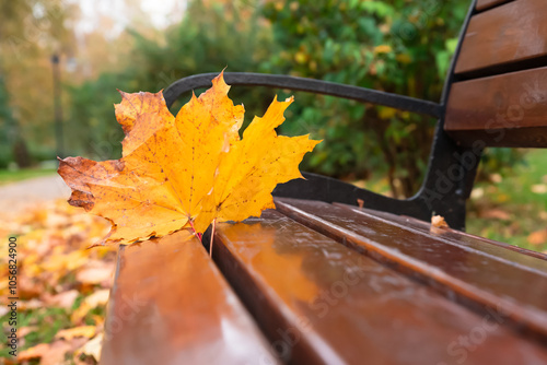 Yellow autumn maple leaves lie on a bench next to a park alley and other fallen leaves