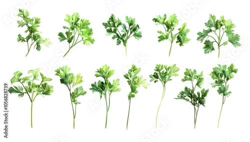 Fresh Green Parsley Collection