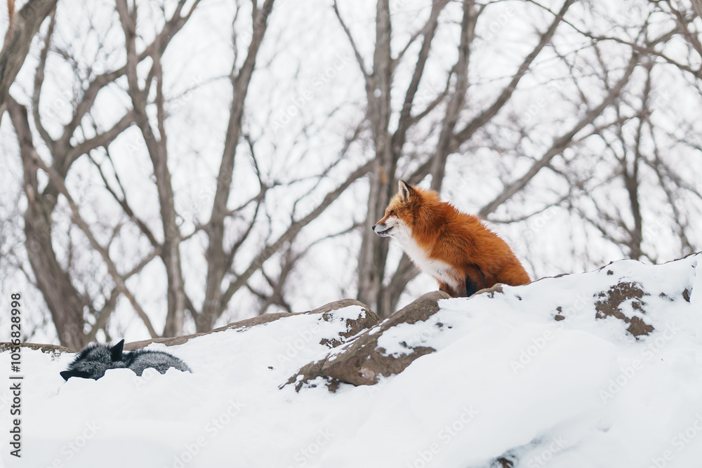 Obraz premium Cute fox on snow in winter season at Zao fox village, Miyagi prefecture, Japan. landmark and popular for tourists attraction near Sendai, Tohoku region, Japan. Travel and Vacation concept