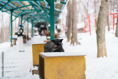 Cute fox on snow in winter season at Zao fox village, Miyagi prefecture, Japan. landmark and popular for tourists attraction near Sendai, Tohoku region, Japan. Travel and Vacation concept photo