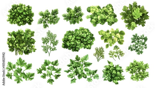 Wallpaper Mural Fresh Green Parsley Collection

 Torontodigital.ca