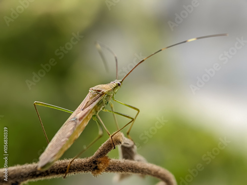 The rice pest insect Leptocorisa oratoria or rice ear bug is from the family Alydidae, a broad-headed insect. Perches on branches in rice fields. Macro photo technique. photo