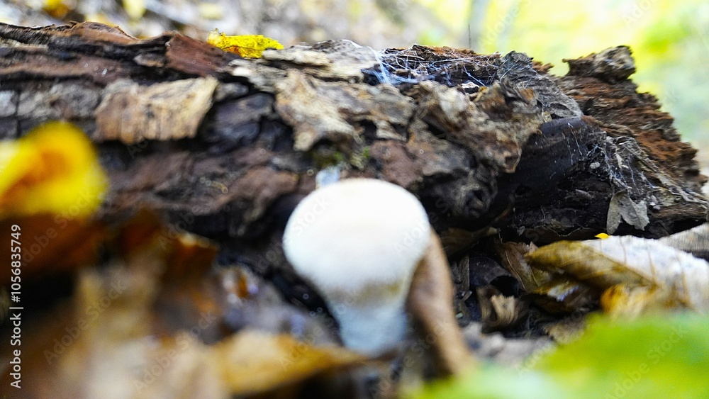 Obraz premium Enchanted Mushroom Forest Podium: A whimsical 3D render of a yellow podium nestled amongst a vibrant forest of mushrooms, bathed in warm, inviting light. Perfect for showcasing autumn or nature-themed