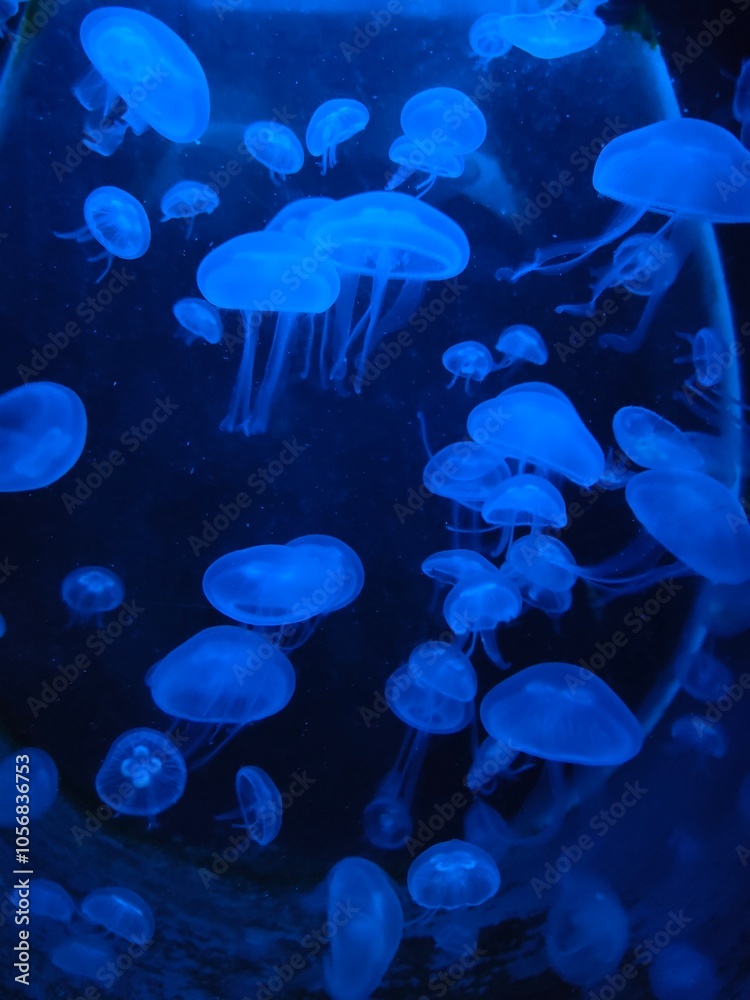 jelly fish in aquarium jelly fish in aquarium