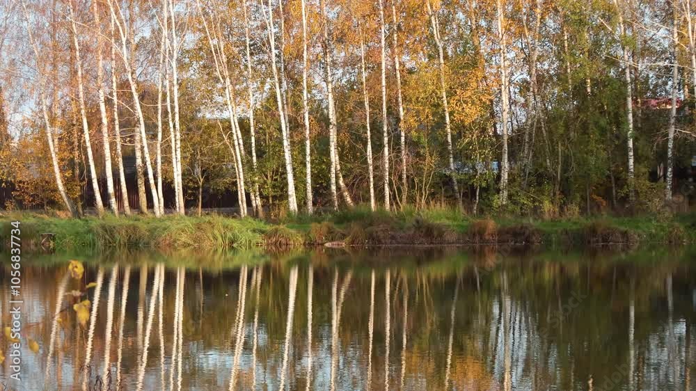 Yellow fall trees near lake. Sunset and nature. Rural landscape and seasons. 