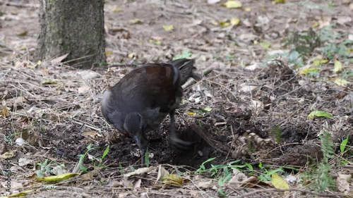 Australian Superb Lyrebird walking through forest and digging for food