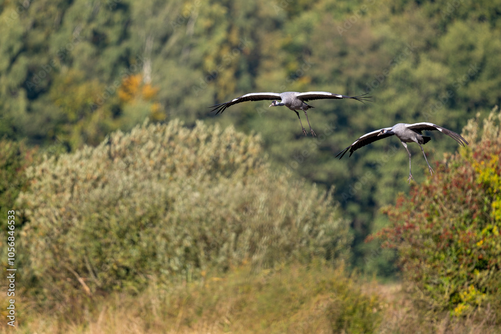 Kranichpaar im Anflug auf ein abgeerntetes Maisfeld Kranichpaar im Anflug auf ein abgeerntetes Maisfeld