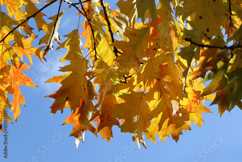 Close up view of yellow autumn leaves