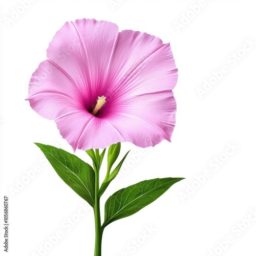 A photostock of a pink morning glory flower on a white background, delicate and soft. photo